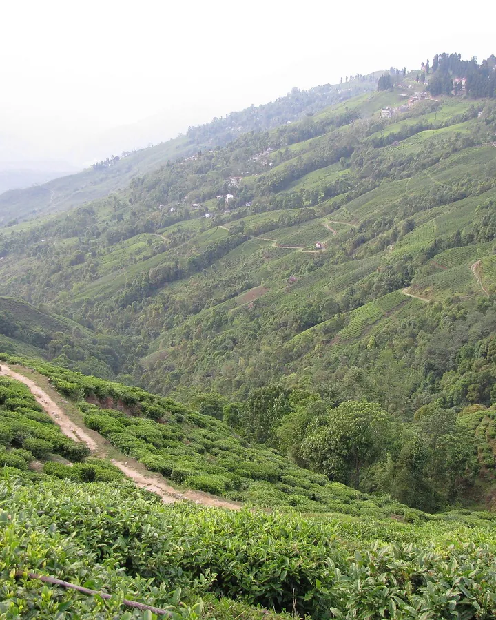 Darjeeling, wedding and event destination
